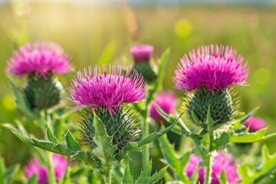 Les chardons envahissent votre jardin ? Stratégies et astuces pour les éliminer efficacement